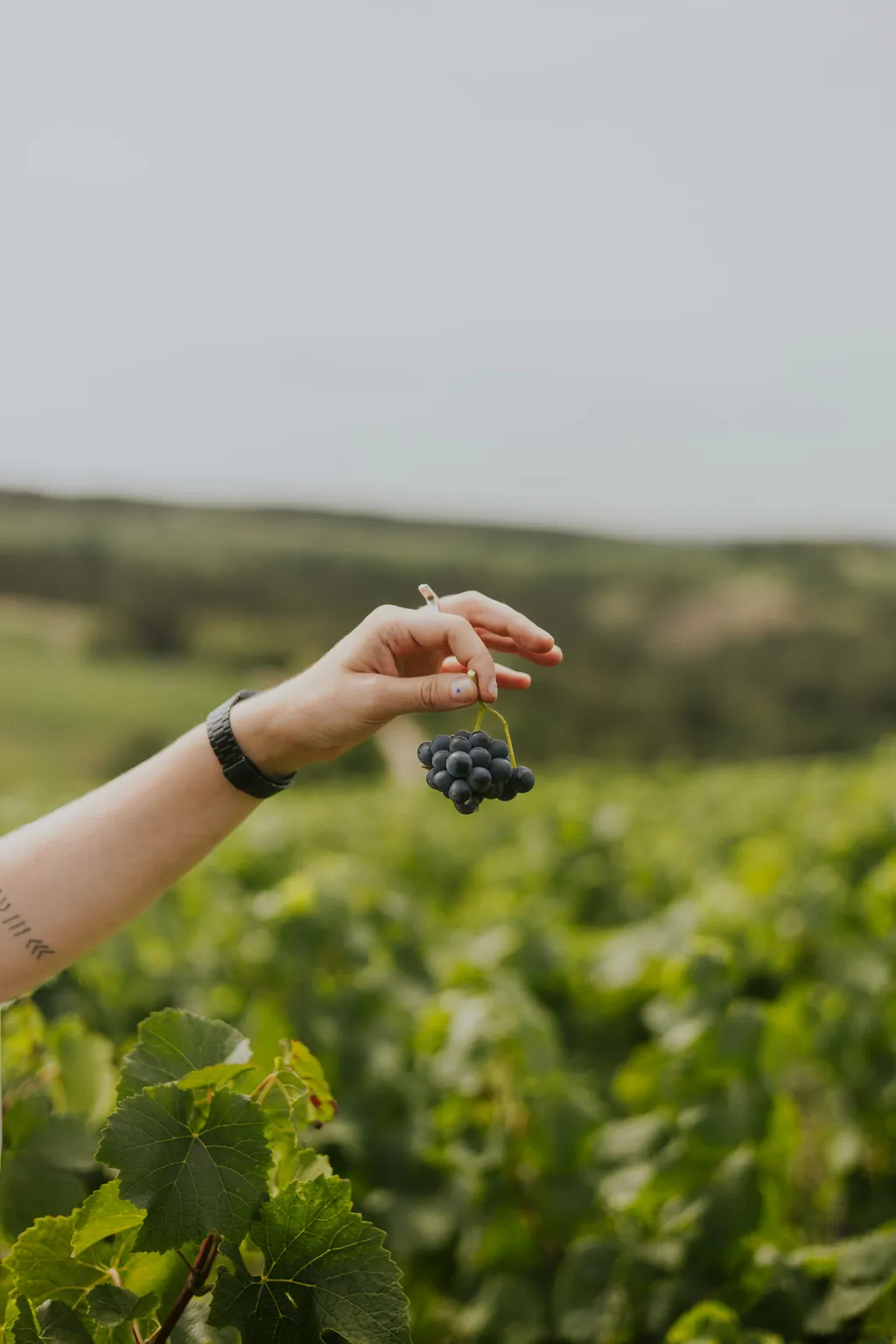 Hands cradling a freshly picked cluster of dark wine grapes