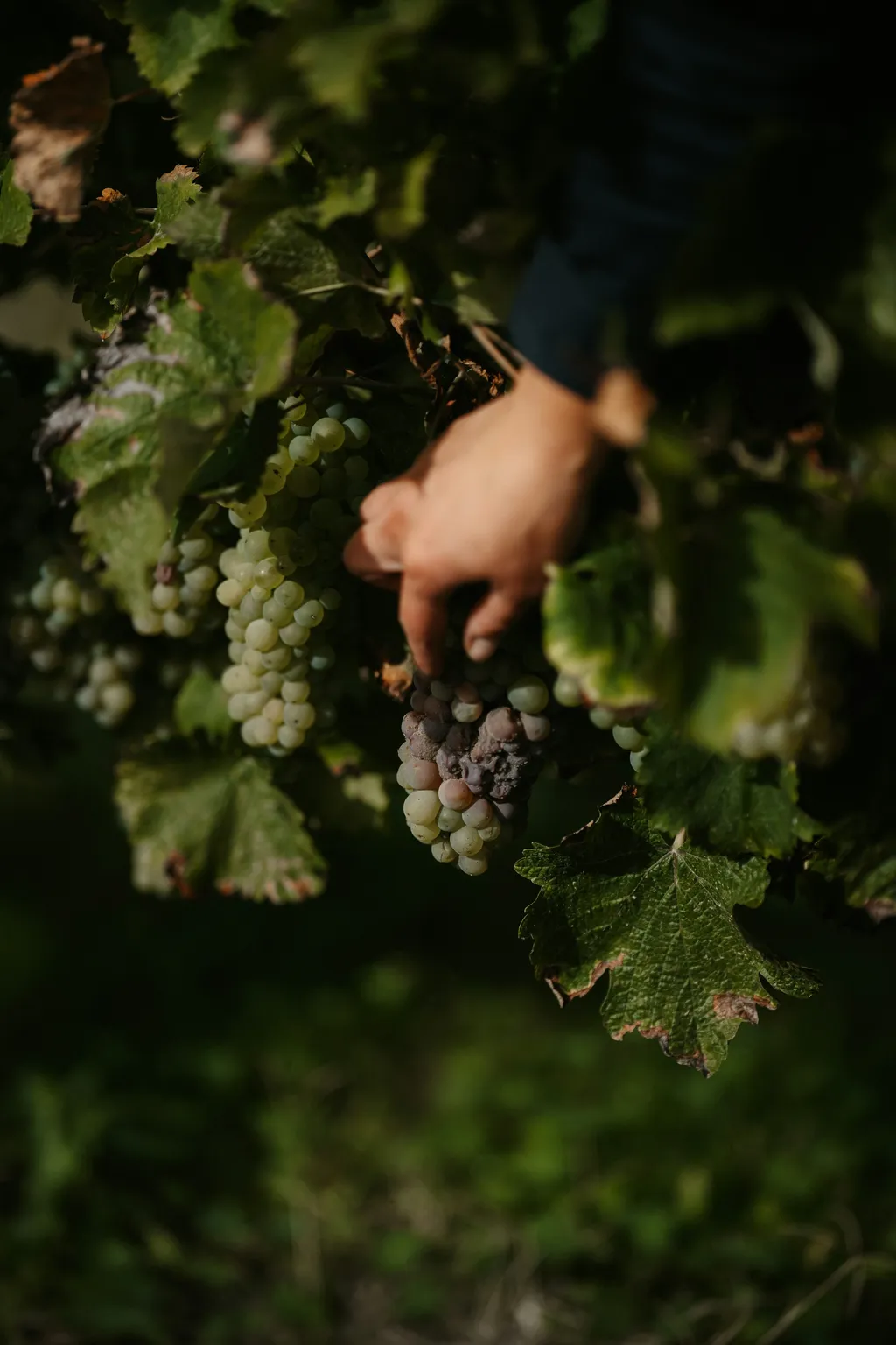 Pickers harvesting wine grapes into crates in the vineyard at first light