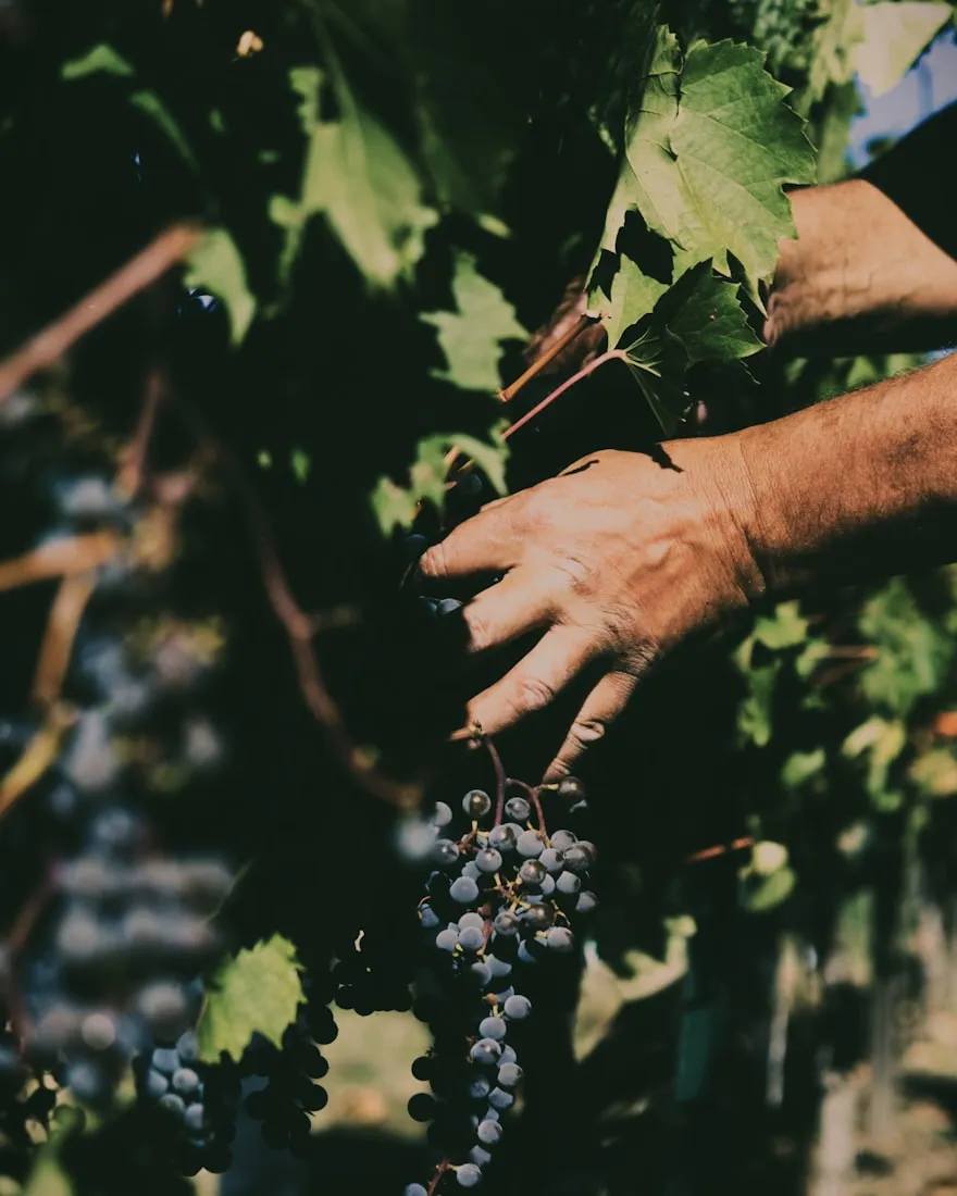 A winegrower's hands picking dark grapes from the vine